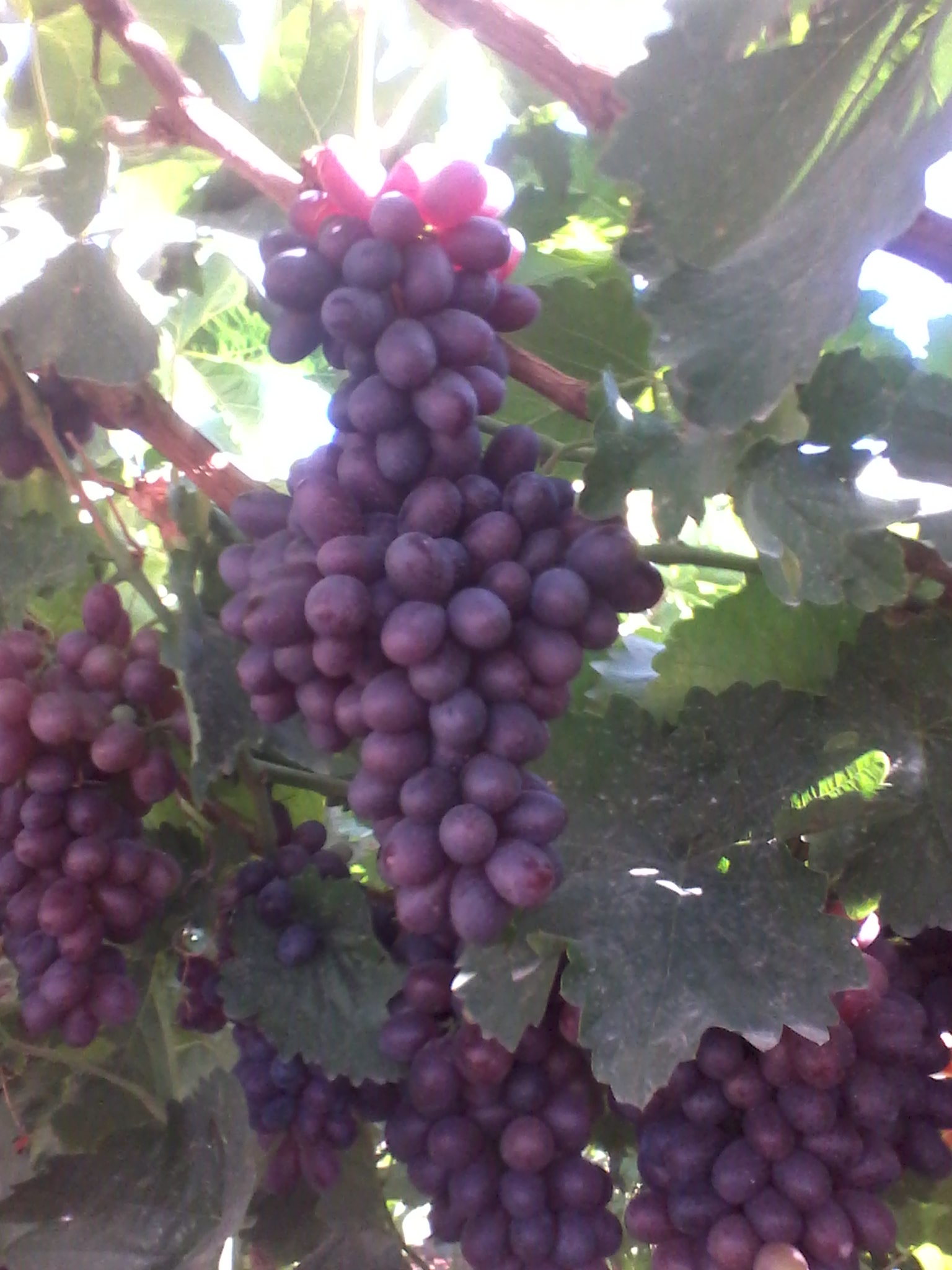 采摘葡萄游玩,最美葡萄园风景