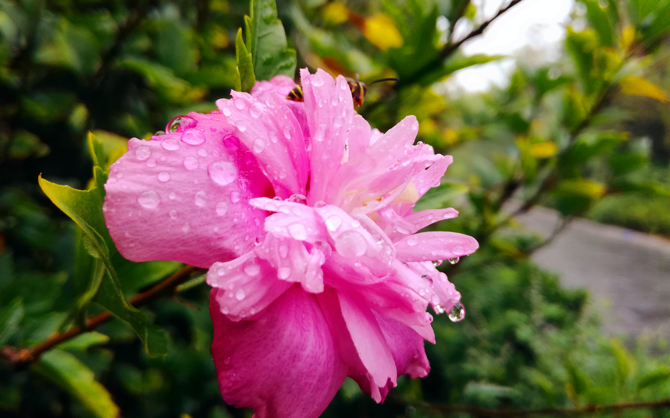 2023年荣耀畅玩5c还能用吗,荣耀畅玩5c刷什么系统更流畅