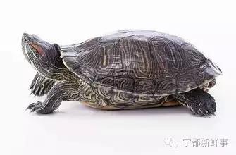 你是不是正宗的宁都人？一道题就能证明！