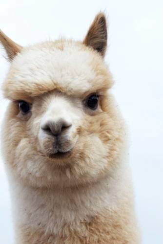 草泥马羊驼正版,草泥马羊驼坐骑