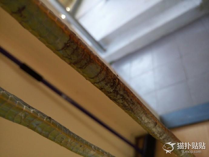 网友捡了一只老鼠,网友捡回来一只流浪猫