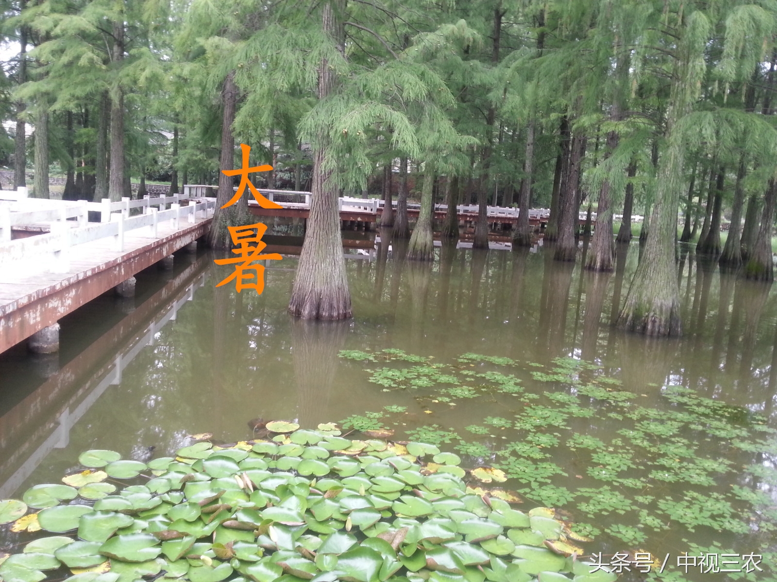 大暑节气养生食谱,大暑已至这份消暑攻略赶紧收藏