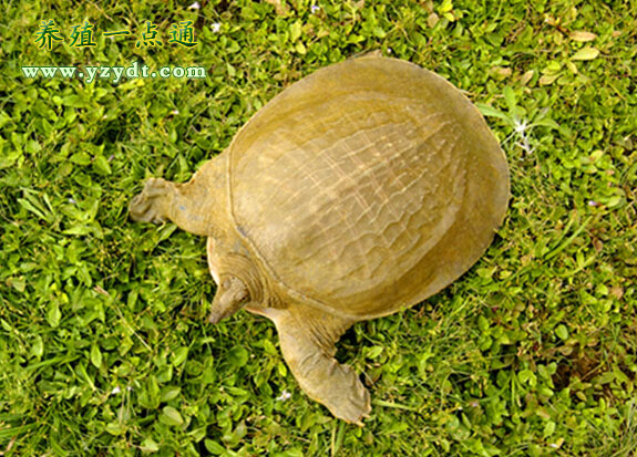 广西黄沙鳖养殖视频大全,藤县太平黄沙鳖养殖地址