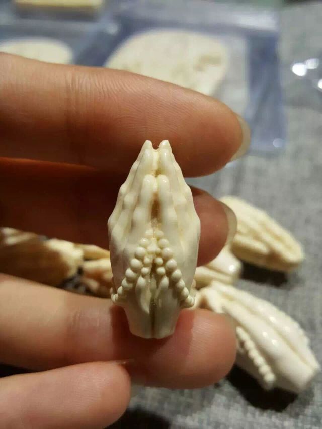 为什么猛犸象牙早晚都得裂,猛犸象牙见太阳容易裂不