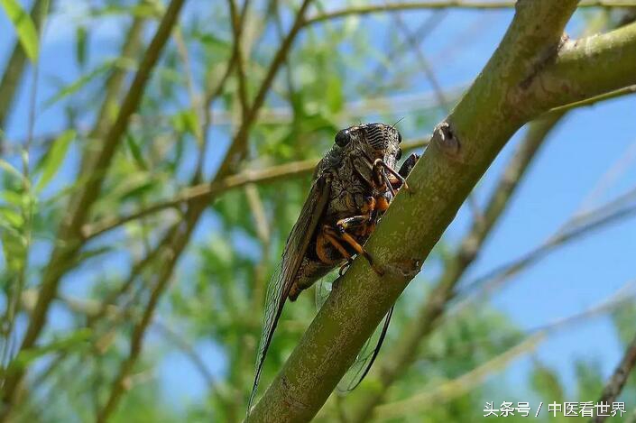 夏天有什么好的中成药,夏天有什么好用的药