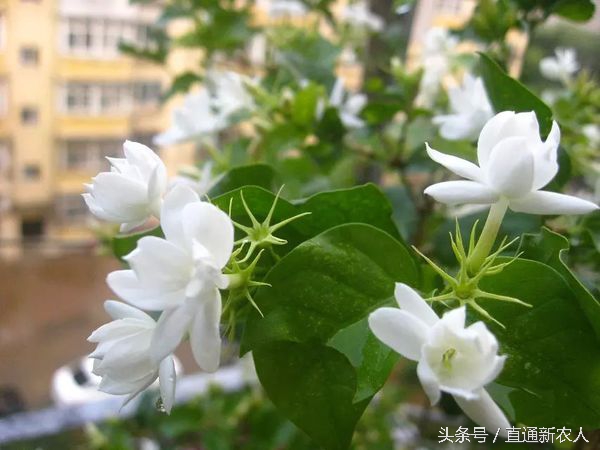 茉莉花怎样预防红蜘蛛,花卉生红蜘蛛怎么解决