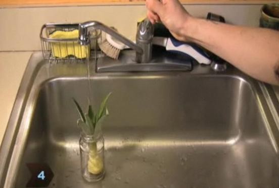 菠萝自己在家怎么种,菠萝在家自己怎样种植