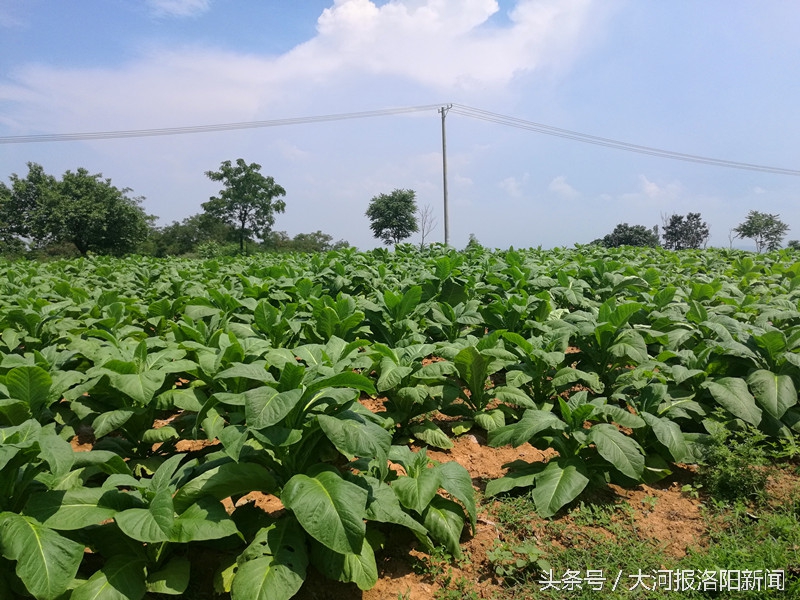 3000亩烟叶铲除损失多少,3000亩烟叶被毁是为什么