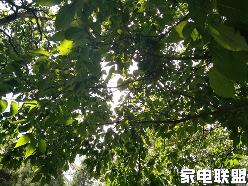 vivox7深度评测,vivox70标准版夜景视频测评