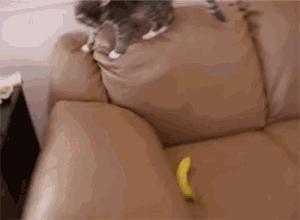 合格的铲屎官要做什么,怎样判断是否是合格的铲屎官