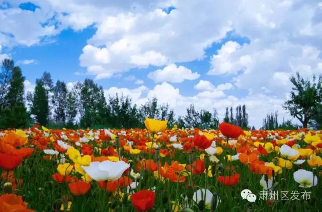 速递▏想参加金佛寺镇“花之海”观光旅游节暨第二届李广杏采摘节的友友们，节会最新进展情况在这里！