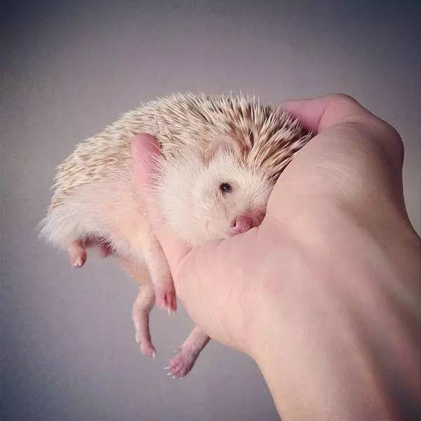 刺猬的灵性象征,刺猬的刺尖吗