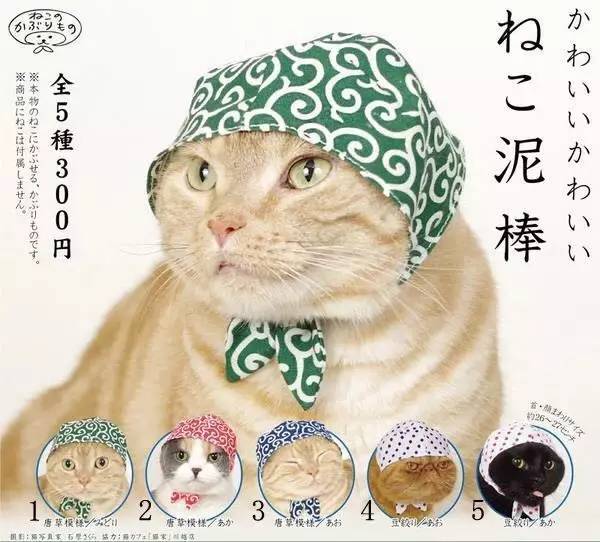 萌物东西推荐,什么萌物好看