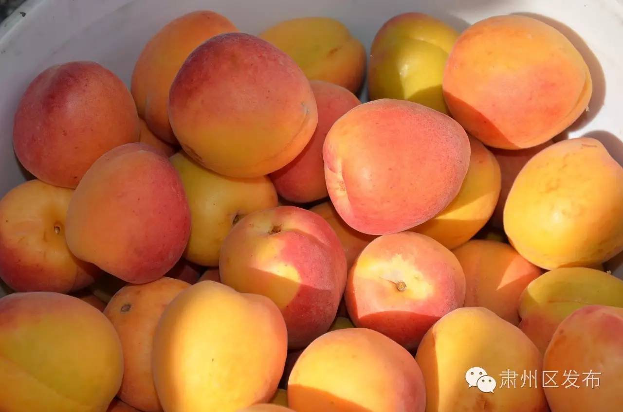 速递▏想参加金佛寺镇“花之海”观光旅游节暨第二届李广杏采摘节的友友们，节会最新进展情况在这里！