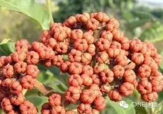 治疗偏头痛的中药,治疗偏头痛有哪些中草药