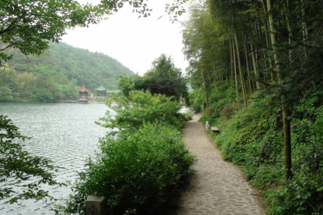 王府竹海神奇植物,蜀林竹海四季代表植物