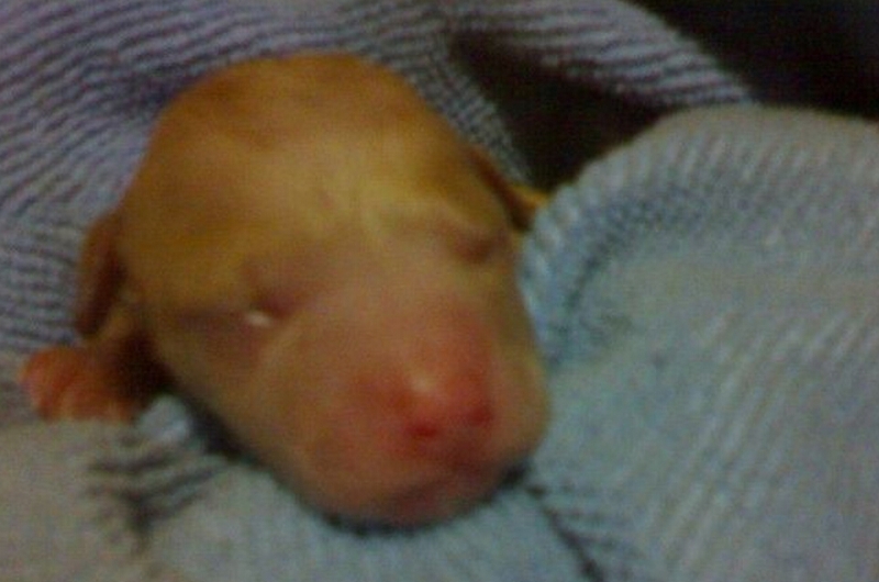 为了省钱自己给狗剪毛搞笑,给宠物狗剪毛它不听话怎么办