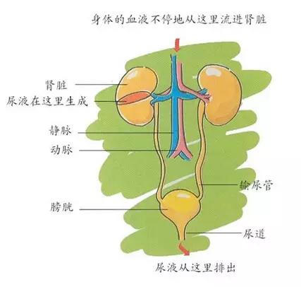 血尿诊断思路5要点,血尿原因分析及对策