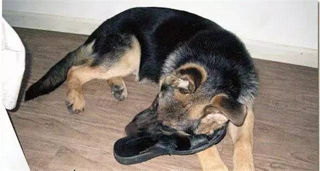 就因为主人买了一双拖鞋回来,这狗就疯了!