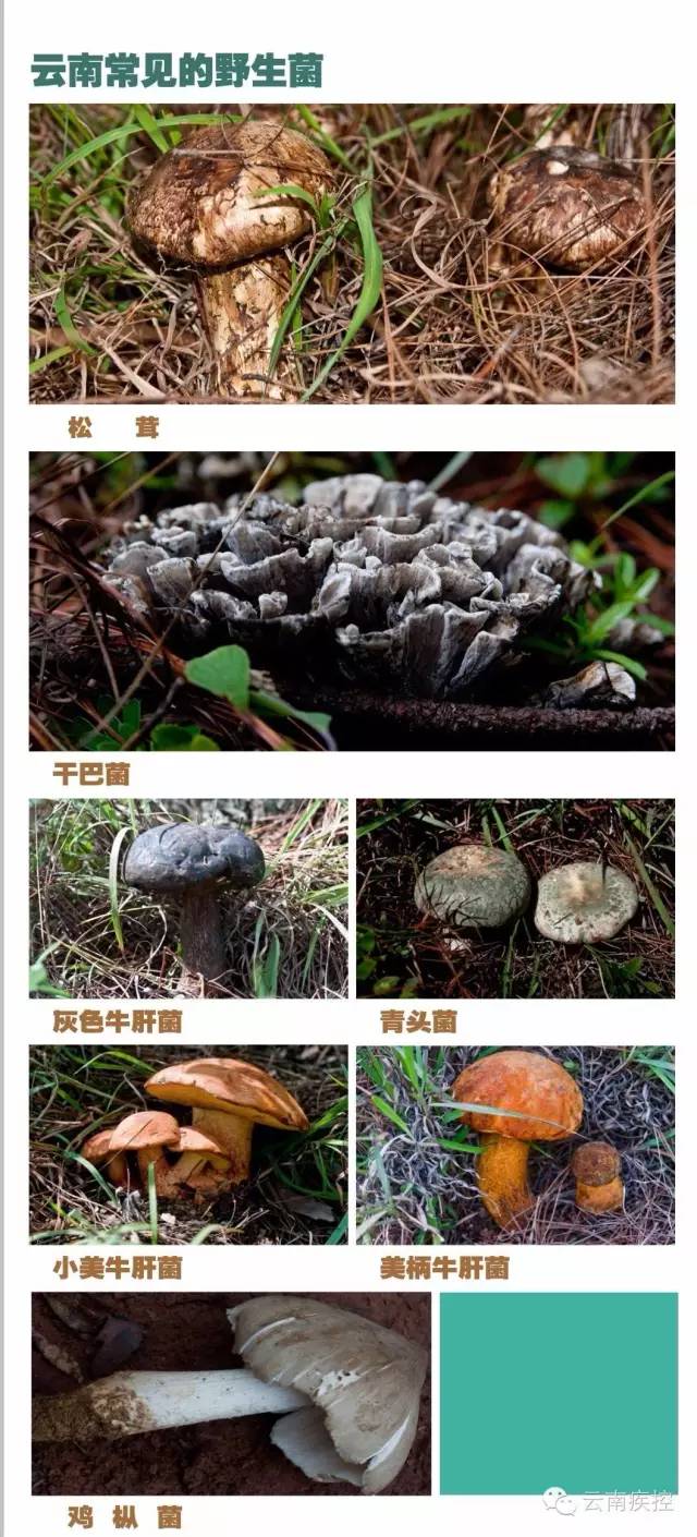 食用野生菌科普知识,菌类常识