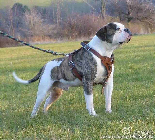 美国斗牛犬的特点,美国斗牛犬是比特犬吗