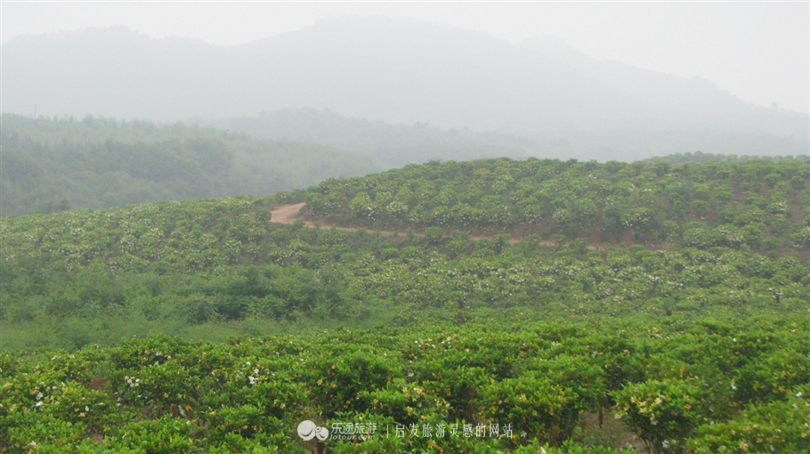 蛇形山镇最新诈骗案,蛇形山镇缅甸诈骗案