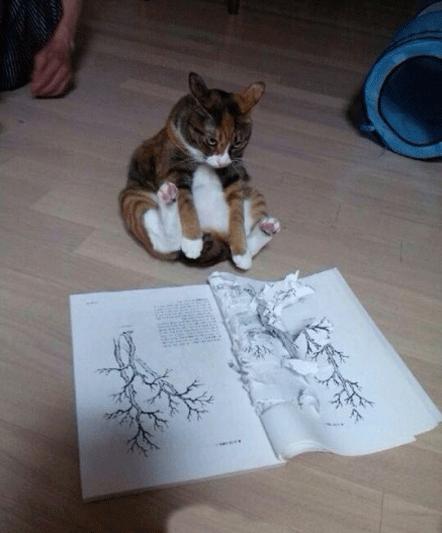 尾气猫,尾气猫视频