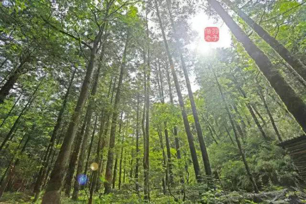 分享四川最值得去的9个地方景点,福利市景点