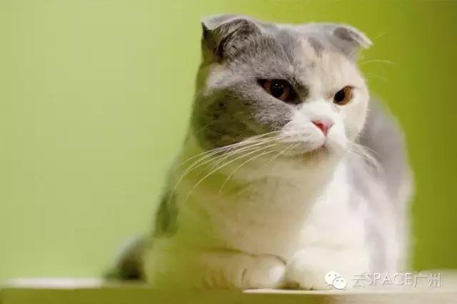 喵星人咖啡厅，治愈你疲惫的心！