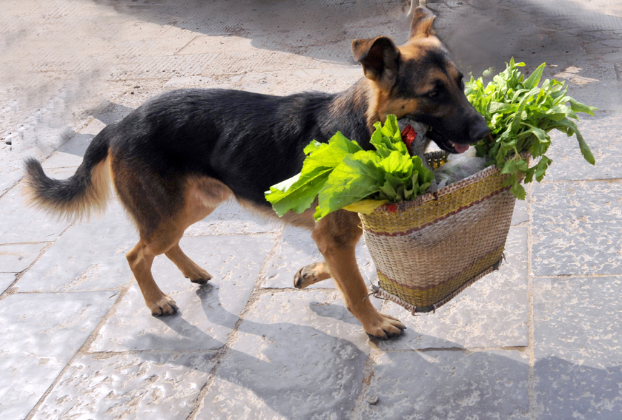 汪星人的世界地位,汪星人萌势崛起