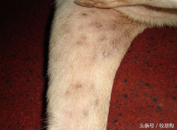 狗狗脓皮症不剃毛可以吗,狗狗得了皮肤病可以抹药膏吗