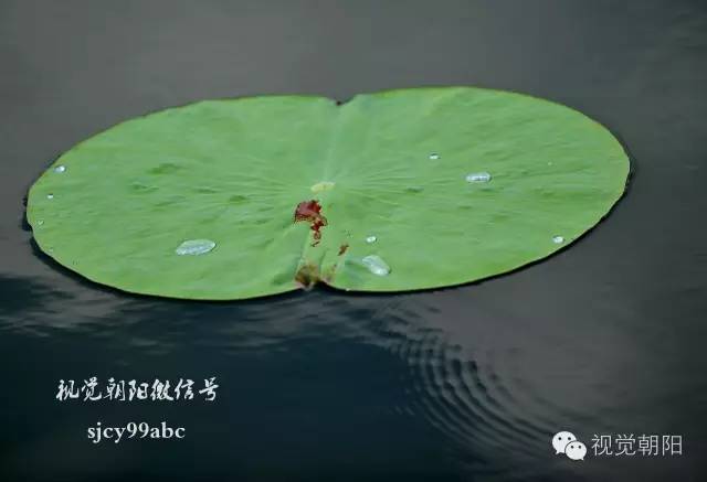 荷花酒,荷花图片