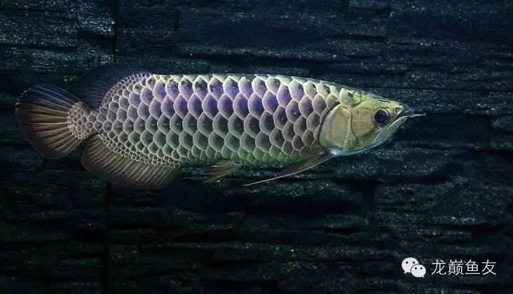 养龙三件事,养龙第七阶段怎么玩