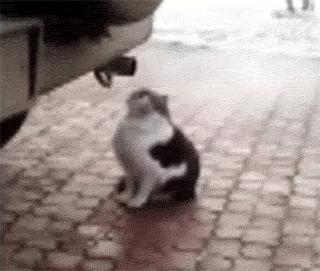 尾气猫,尾气猫视频