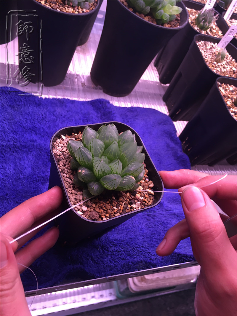 十二卷扦插方法,十二卷叶插教学