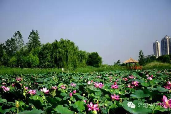 灞岸十里画廊和人山人海saybye~