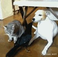 俄罗斯豹纹猫,尾气猫