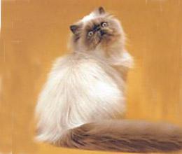 最便宜的宠物猫咪品种图片及价格,哪个品种的猫咪性格最好最温顺