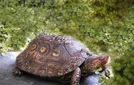 哥斯达黎加双色木蝎,哥斯达黎加木纹龟