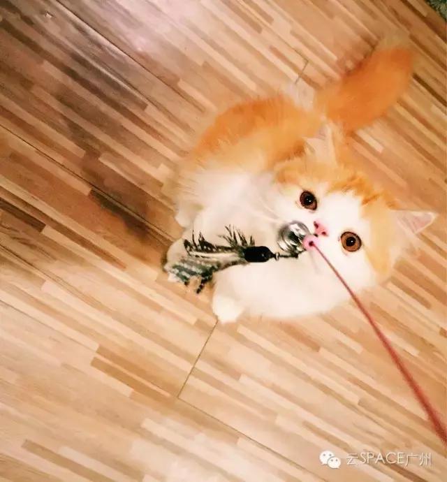 喵星人咖啡厅，治愈你疲惫的心！