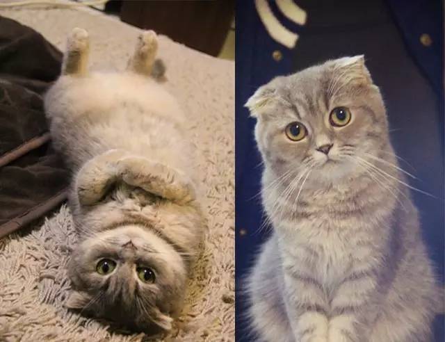 自媒体大事件,网红大v的猫狗