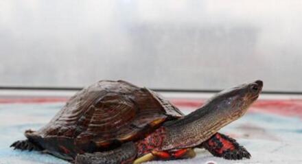 洪都拉斯木纹龟,洪都拉斯木纹龟犯法吗