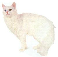 最便宜的宠物猫咪品种图片及价格,哪个品种的猫咪性格最好最温顺