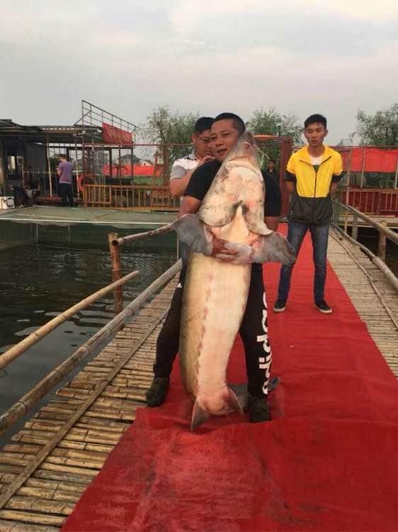 大鱼钓鲟鱼视频,钓鲟鱼视频300斤以上完整版