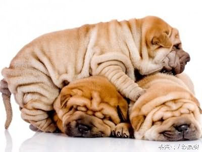 狗狗脓皮症不剃毛可以吗,狗狗得了皮肤病可以抹药膏吗