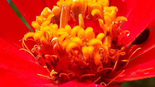 小品牌性价比电动车,酷比max5参数