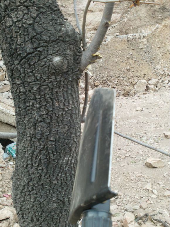 “射鸡”历险记打鸡血然后。