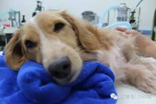 狗狗中暑有药吃吗,狗狗中暑能不能用凉水