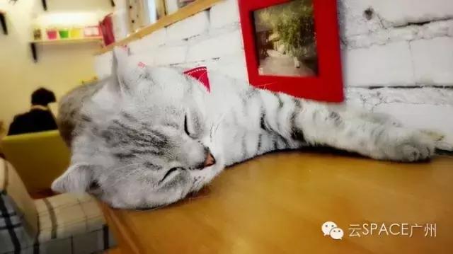 喵星人咖啡厅，治愈你疲惫的心！