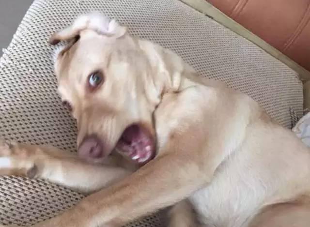 狗狗被主人吃柠檬,强迫狗狗吃柠檬了会怎样